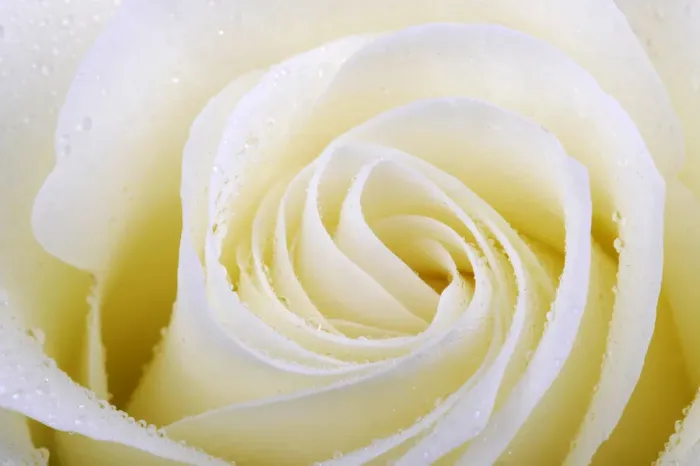 Framed Print : White rose -Rosa-, with dew drops, close-up