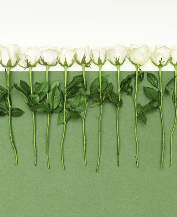 Framed Print : White roses in a row Framed Print : White roses in a row
