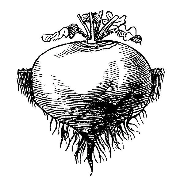White, round turnips