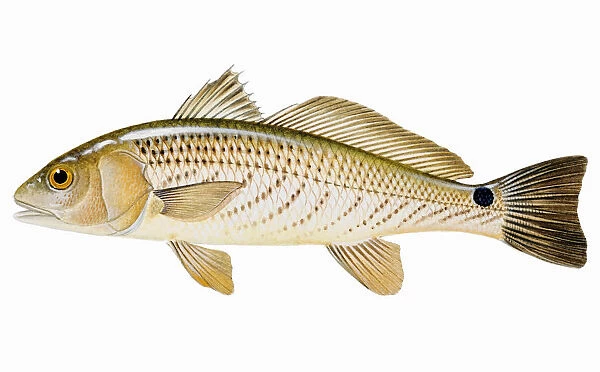 White Sea Bass (Atractoscion nobilis), species of croaker