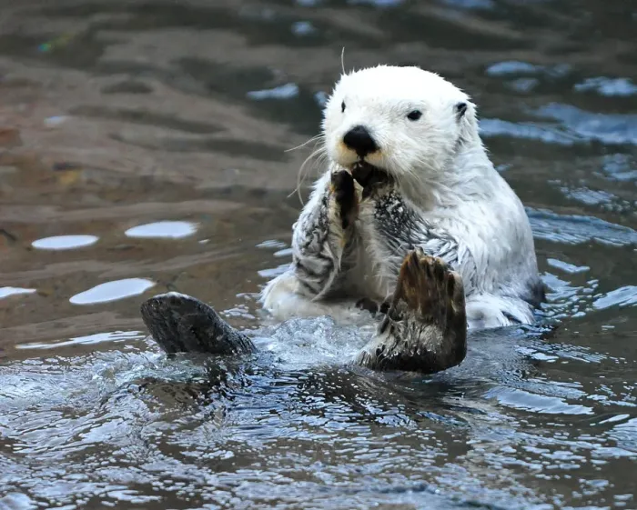 Framed Print : White Sea Otter Framed Print : White Sea Otter
