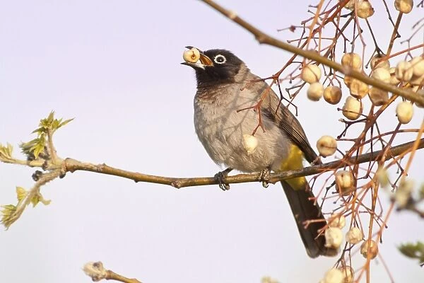 White-spectacled Bulbul or Yellow-vented Bulbul -Pycnonotus xanthopygos- eating berries on a branch, Antalya, Turkey