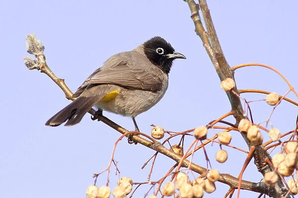 White-spectacled Bulbul or Yellow-vented Bulbul -Pycnonotus xanthopygos- on a branch, Antalya, Turkey