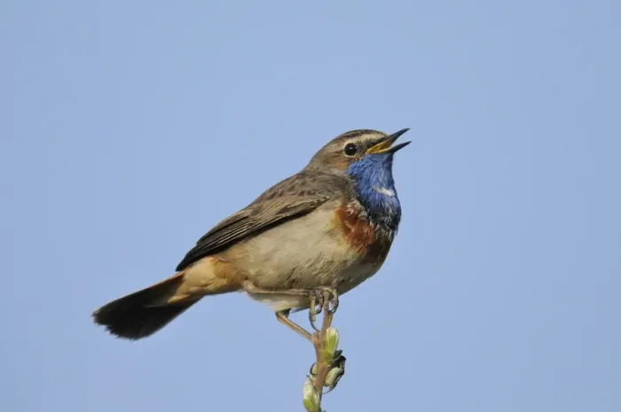 Framed Print : White-spotted Bluethroat -Luscinia svecica cyanecula- Framed Print : White-spotted Bluethroat -Luscinia svecica cyanecula-