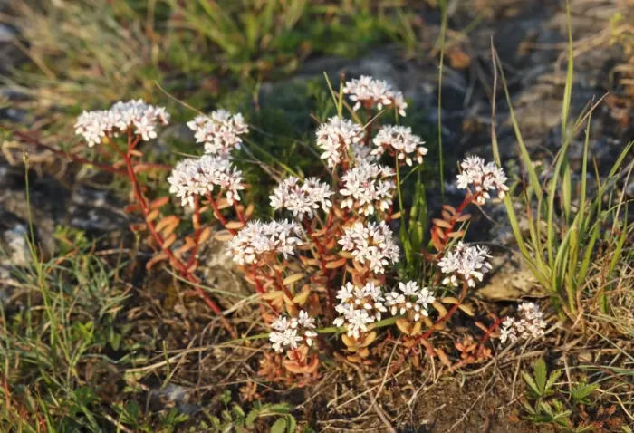 Framed Print : White Stonecrop (Sedum album), Bavaria, Germany, Europe Framed Print : White Stonecrop (Sedum album), Bavaria, Germany, Europe