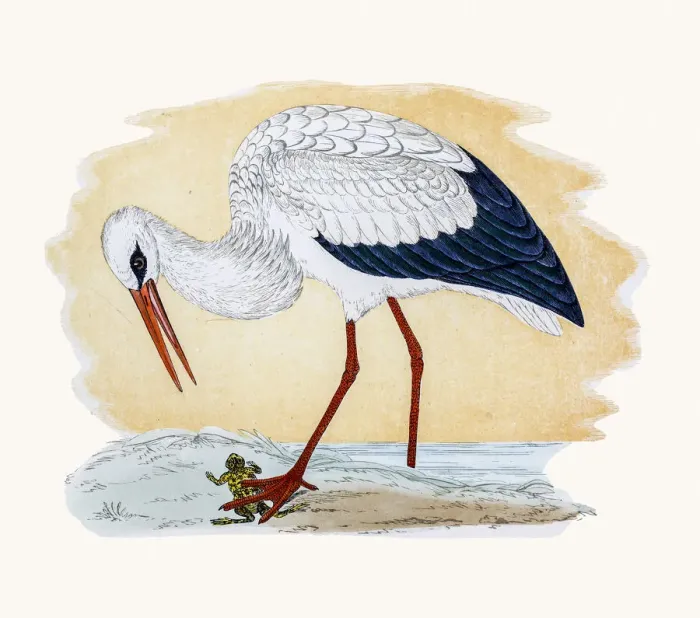 Framed Print : White Stork Framed Print : White Stork