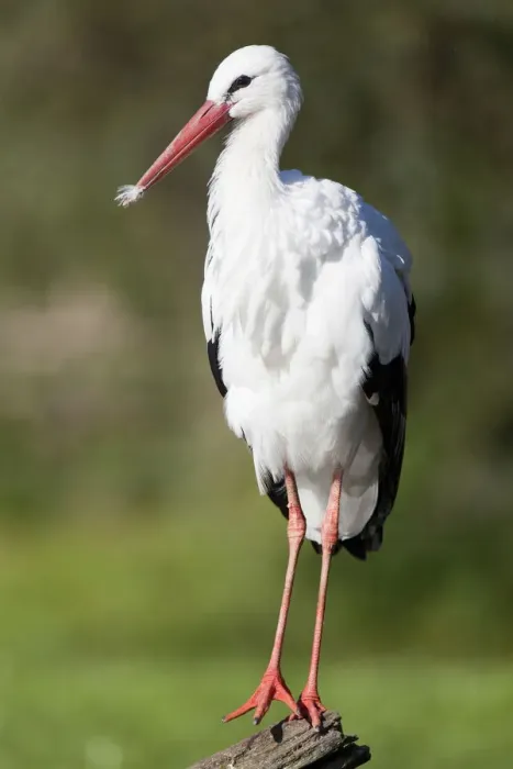 Framed Print : White Stork (Ciconia ciconia)