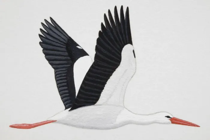 Framed Print : White Stork (Ciconia ciconia), adult