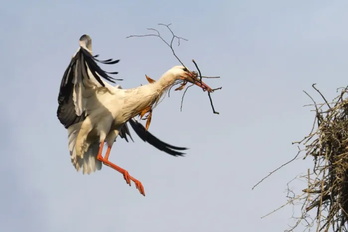 Framed Print : White Stork -Ciconia ciconia- approaching to land with nesting material, North Hesse, Hesse, Germany