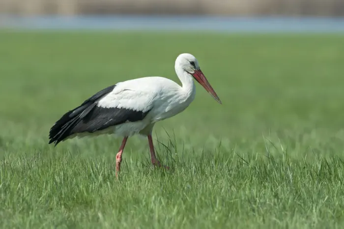 Framed Print : White Stork -Ciconia ciconia-, Burgenland, Austria