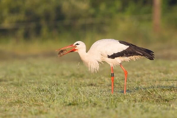 White Stork -Ciconia ciconia- with captured vole, North Hesse, Hesse, Germany