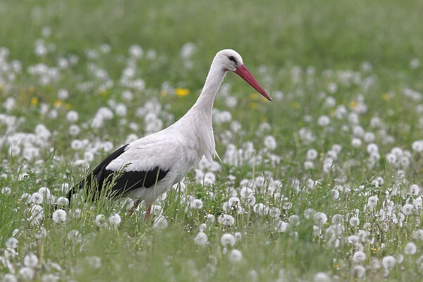 White Stork -Ciconia ciconia- in a dandelion meadow, Burgenland, Austria