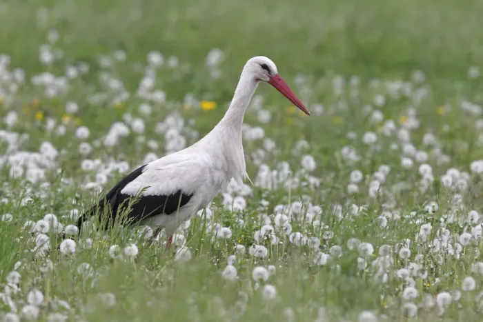Framed Print : White Stork -Ciconia ciconia- in a dandelion meadow, Burgenland, Austria