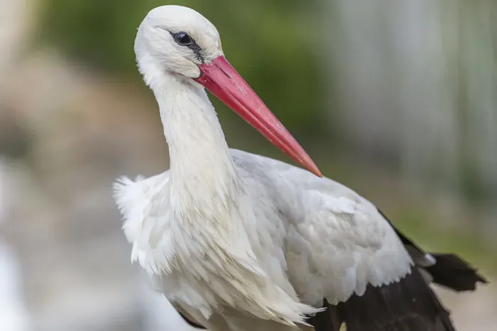 Framed Print : White Stork -Ciconia ciconia-, Extremadura, Spain