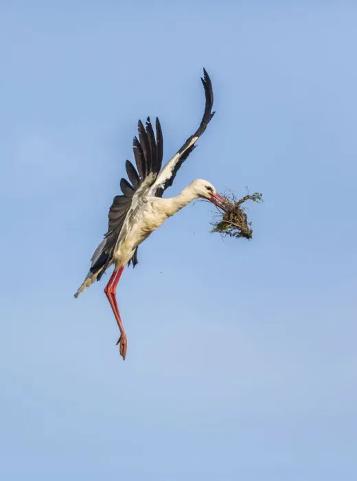 Framed Print : White Stork -Ciconia ciconia-, Extremadura, Spain