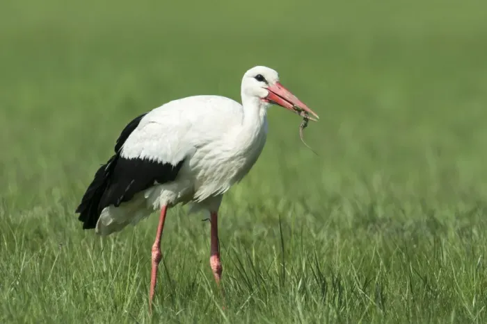 Framed Print : White Stork -Ciconia ciconia- feeding on prey, Burgenland, Austria