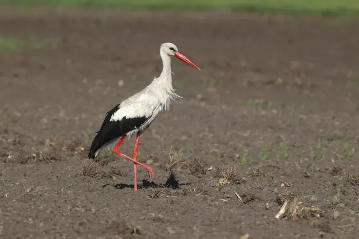 Framed Print : White Stork -Ciconia ciconia- in a field, Burgenland, Austria