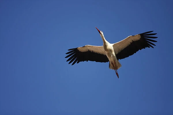White Stork -Ciconia ciconia- in flight, Exdremadura, Spain, Europe