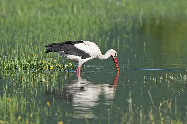 White Stork -Ciconia ciconia- foraging for food, Lake Kerkini, Central Macedonia, Greece