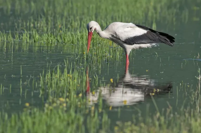 Framed Print : White Stork -Ciconia ciconia- foraging for food, Lake Kerkini, Central Macedonia, Greece