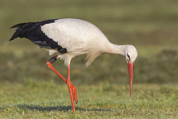 White Stork -Ciconia ciconia- foraging on meadow, North Hesse, Hesse, Germany