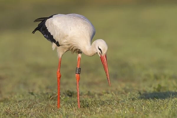 White Stork -Ciconia ciconia- foraging on meadow, North Hesse, Hesse, Germany