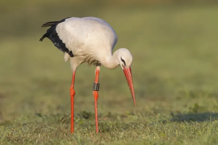 Framed Print : White Stork -Ciconia ciconia- foraging on meadow, North Hesse, Hesse, Germany