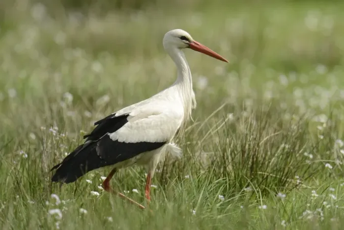 Framed Print : White Stork -Ciconia ciconia-, Hude, Lower Saxony, Germany