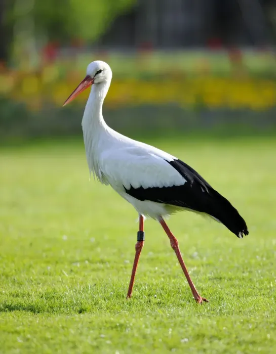 Framed Print : White Stork -Ciconia ciconia- in a meadow, Stuttgart, Baden-Wuerttemberg, Germany, Europe