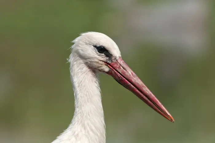 Framed Print : White Stork -Ciconia ciconia-, portrait, Lake Kerkini, Greece, Europe