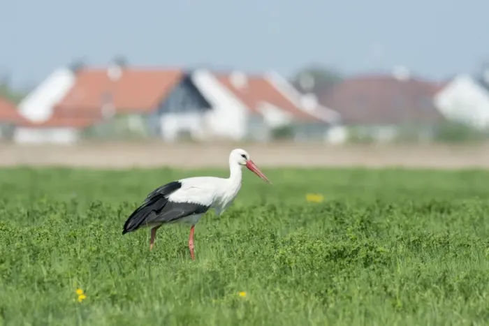 Framed Print : White Stork -Ciconia ciconia-, settlement at the back, Seewinkel, Burgenland, Austria