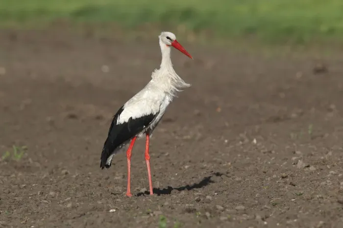 Framed Print : White Stork -Ciconia ciconia- standing in a field, Burgenland, Austria
