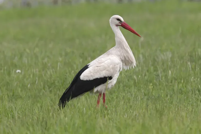Framed Print : White Stork -Ciconia ciconia- standing on a meadow, Burgenland, Austria