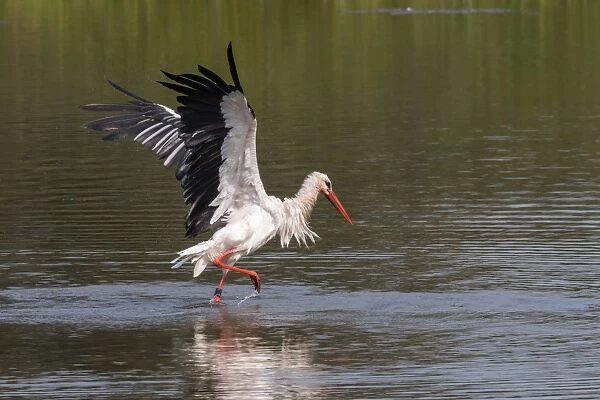 White Stork -Ciconia ciconia- standing in water, bathing, with wings spread, North Hesse, Hesse, Germany
