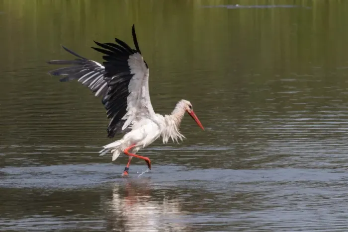 Framed Print : White Stork -Ciconia ciconia- standing in water, bathing, with wings spread, North Hesse, Hesse, Germany