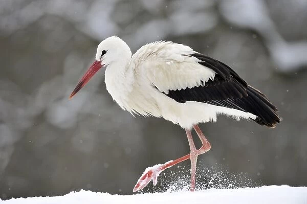 White Stork -Ciconia ciconia- in winter