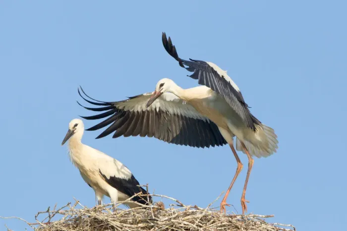 Framed Print : White Storks -Ciconia ciconia-, two young storks on a nest during flight exercises, North Hesse, Hesse, Germany