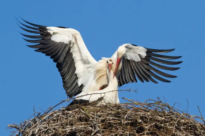 Framed Print : White Storks -Ciconia ciconia-, stork couple mating, North Hesse, Hesse, Germany