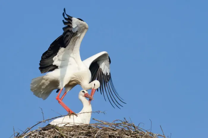 Framed Print : White Storks -Ciconia ciconia-, stork couple mating, North Hesse, Hesse, Germany