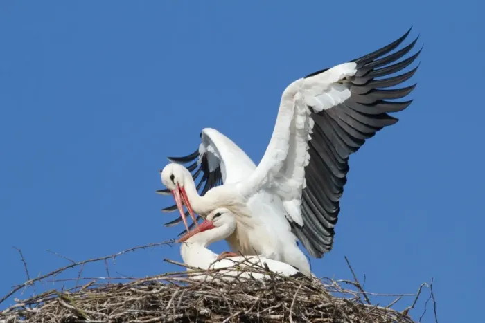 Framed Print : Two white storks -Ciconia ciconia-, mating in the nest, Hesse, Germany