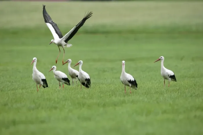 Framed Print : White Storks -Ciconia ciconia-, Allgaeu, Bavaria, Germany, Europe