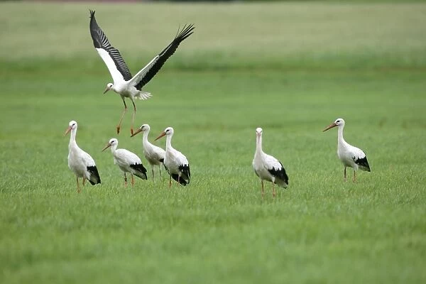 White Storks -Ciconia ciconia-, Allgaeu, Bavaria, Germany, Europe