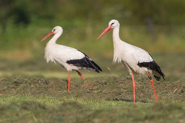 Two White Storks -Ciconia ciconia- foraging on meadow, North Hesse, Hesse, Germany