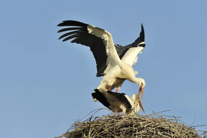 Framed Print : White storks -Ciconia ciconia-, mating