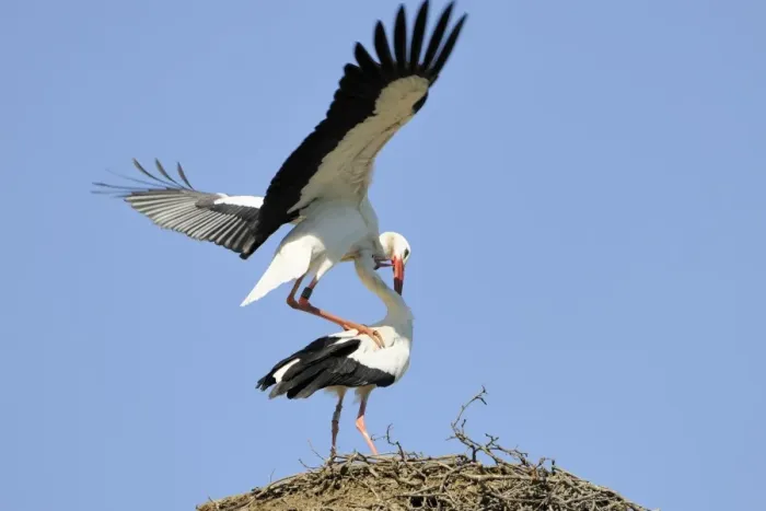 Framed Print : White Storks -Ciconia ciconia-, mating