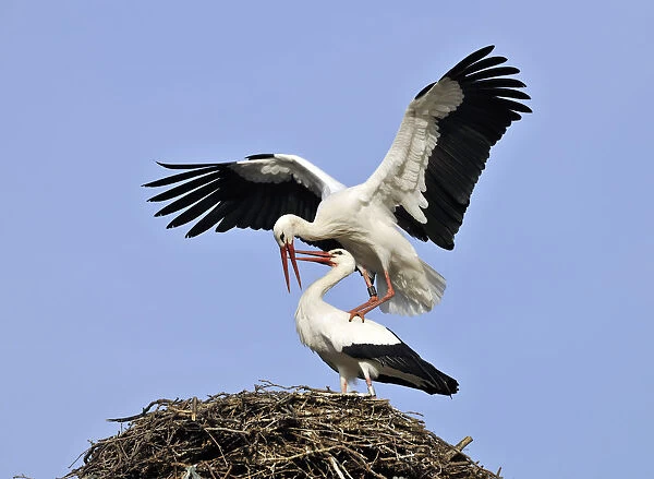 White Storks -Ciconia ciconia-, mating on a storks nest