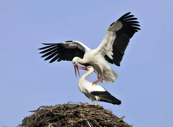 Framed Print : White Storks -Ciconia ciconia-, mating on a storks nest