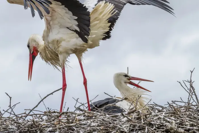 Framed Print : White storks -Ciconia ciconia- on the nest, Extremadura, Spain