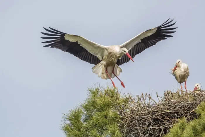 Framed Print : White storks -Ciconia ciconia- on the nest, Extremadura, Spain