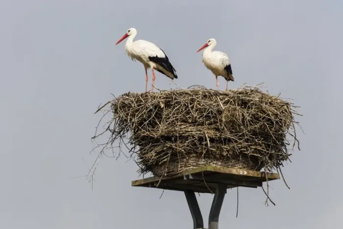 Framed Print : White storks -Ciconia ciconia- on the nest, Warnsdorf, Ratekau, Schleswig-Holstein, Germany